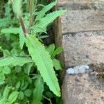 Epilobium lanceolatum Leaf