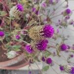 Gomphrena globosaKvet