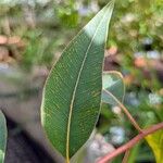 Eucalyptus × alpinaLeaf