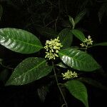 Palicourea luxurians List