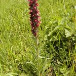 Pontechium maculatum Flower