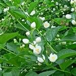Philadelphus coronarius Leaf