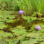 Nymphaea nouchali Leaf