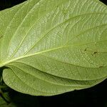 Piper crassinervium Leaf