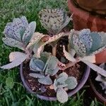 Kalanchoe marmorata List