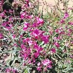 Penstemon parryi Flower