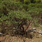 Arctostaphylos pungens Vivejo