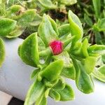 Mesembryanthemum cordifolium ফুল