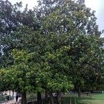 Magnolia grandiflora Хабит