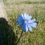 Cichorium intybus Flower