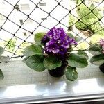 Streptocarpus ionanthus Цвят