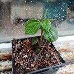 Peperomia glabella Ліст