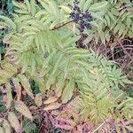 Sambucus ebulus 整株植物