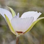 Calochortus palmeri Flower