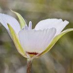 Calochortus palmeri Flor