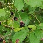 Rubus questieri Habitat