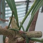 Anthurium bakeri Bark