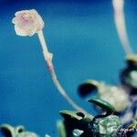 Bulbophyllum keekee 整株植物