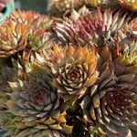 Sempervivum tectorum পাতা