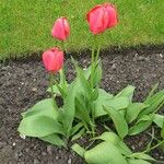 Tulipa gesneriana L.Blomst