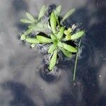 Callitriche brutia Likasa