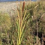 Typha angustifolia 整株植物