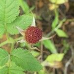 Rubus fraxinifolius Fruto