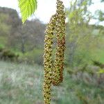 Betula pendula Flower