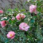 Rosa abietina Агульны выгляд