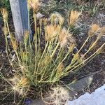 Tragopogon dubiusFeuille