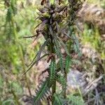 Pedicularis recutita Лист