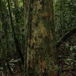 Bobgunnia fistuloides Corteza