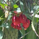 Erythrina crista-galliЦветок