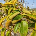 Miconia xalapensis Plod