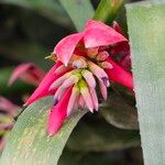 Billbergia vittata Flower