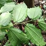 Afromorus mesozygia Leaf