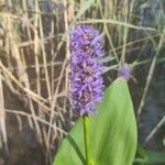 Pontederia cordata Blüte