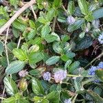 Ceanothus thyrsiflorus Leaf
