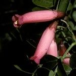 Campsidium valdivianum Flor