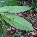 Protium apiculatum Leaf