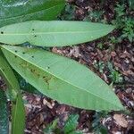 Protium apiculatum Frunză