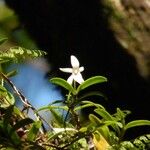 Angraecum ramosum Habitus