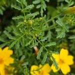 Tagetes tenuifolia Likasa