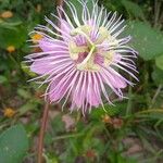 Passiflora foetida Λουλούδι