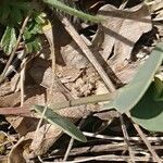 Coronilla scorpioides List