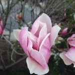 Magnolia x soulangeana Άλλα