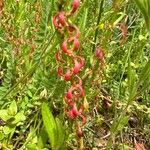 Rumex bucephalophorus Flower