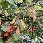 Cercis siliquastrum Φρούτο