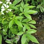 Cleome gynandra Blad