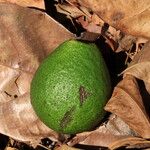 Treculia africana Fruto